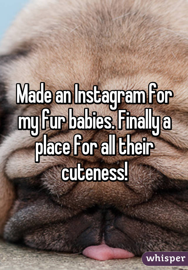 Made an Instagram for my fur babies. Finally a place for all their cuteness!