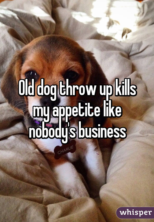 Old dog throw up kills my appetite like nobody's business