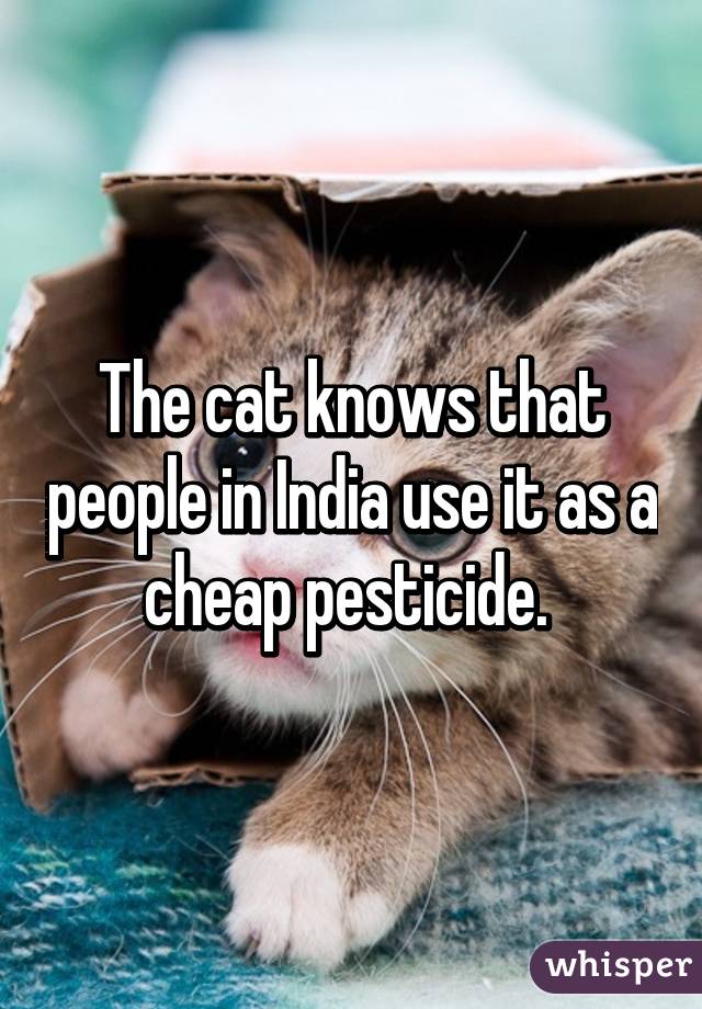 The cat knows that people in India use it as a cheap pesticide. 