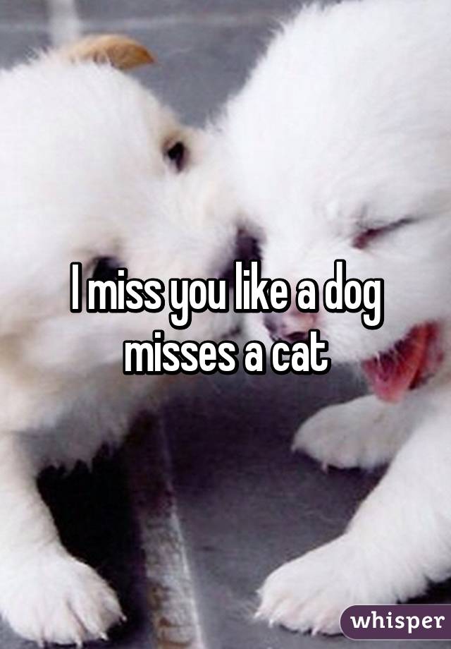 I miss you like a dog misses a cat