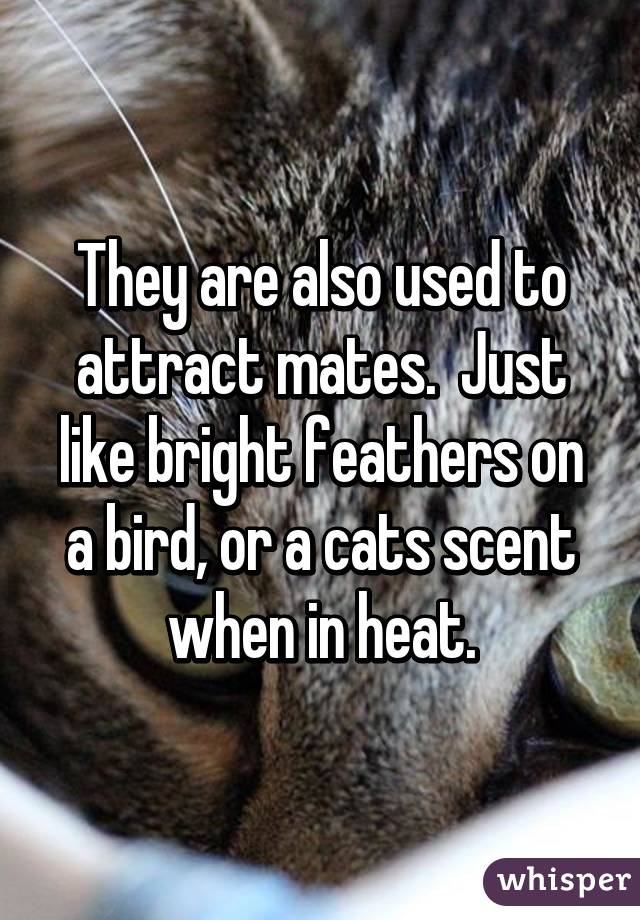 They are also used to attract mates.  Just like bright feathers on a bird, or a cats scent when in heat.