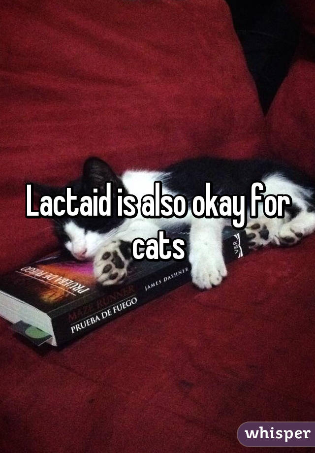 Lactaid is also okay for cats