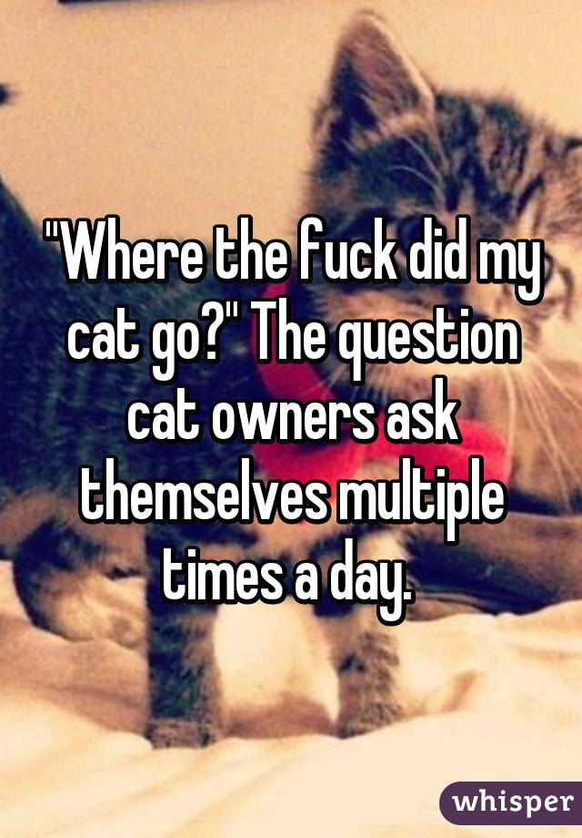 "Where the fuck did my cat go?" The question cat owners ask themselves multiple times a day. 