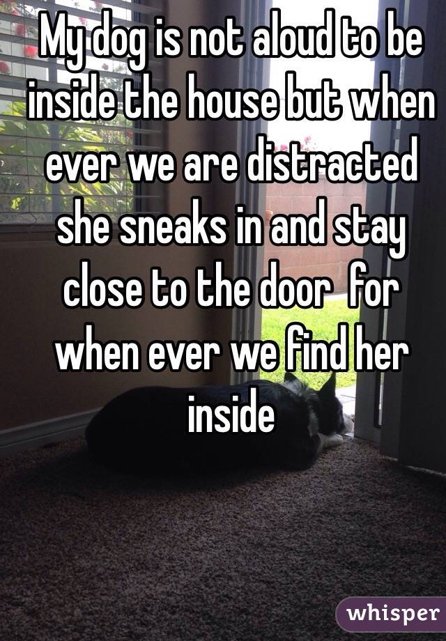 My dog is not aloud to be inside the house but when ever we are distracted she sneaks in and stay close to the door  for when ever we find her inside 