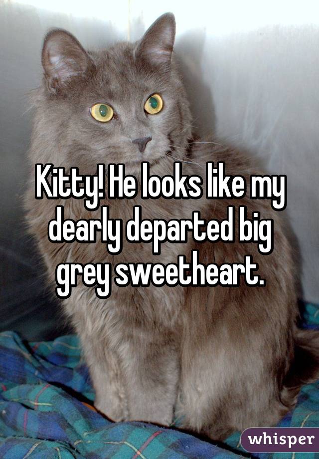 Kitty! He looks like my dearly departed big grey sweetheart.