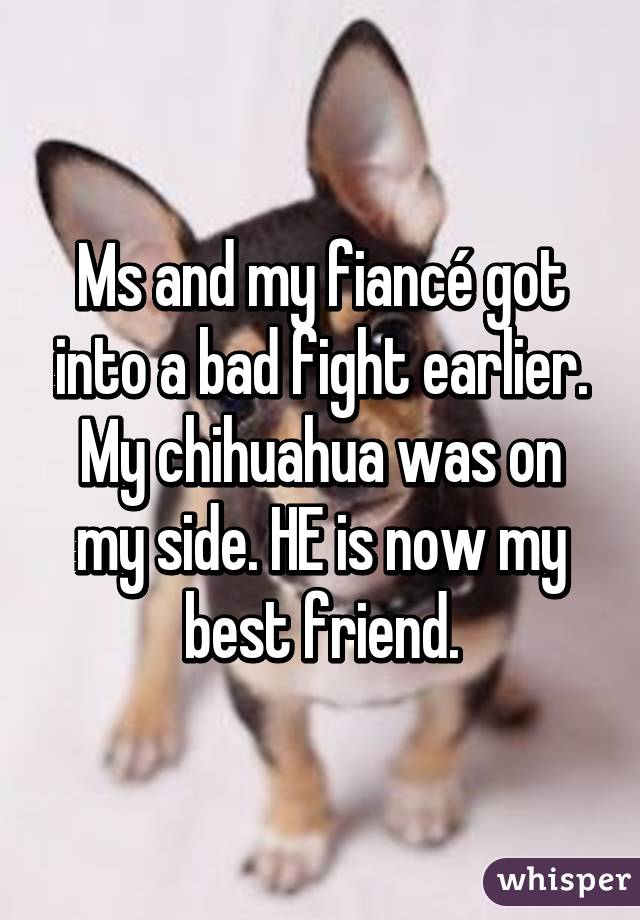 Ms and my fiancé got into a bad fight earlier. My chihuahua was on my side. HE is now my best friend.