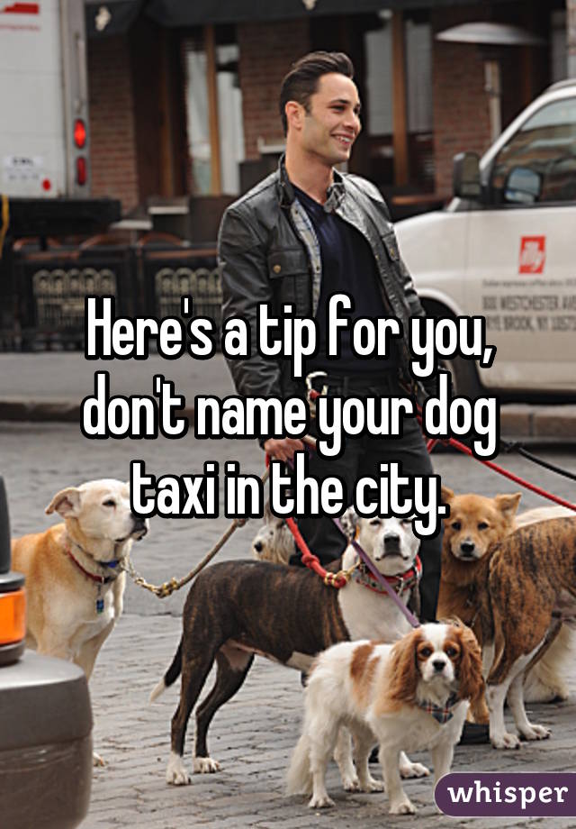 Here's a tip for you, don't name your dog taxi in the city.