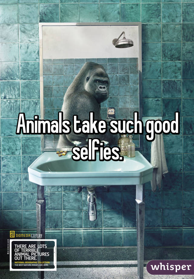 Animals take such good selfies.