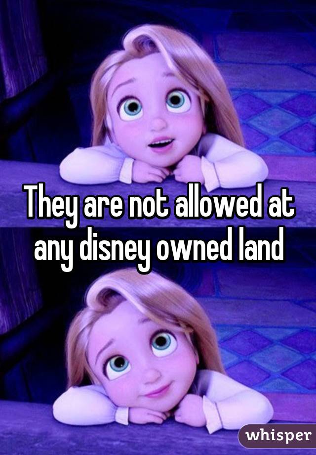 They are not allowed at any disney owned land