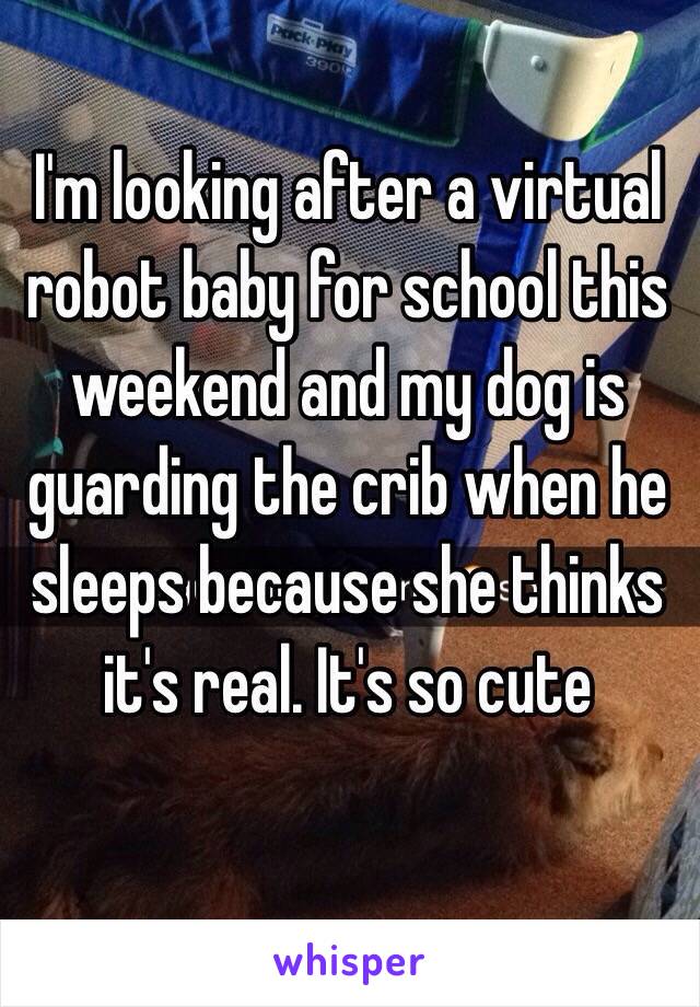 I'm looking after a virtual robot baby for school this weekend and my dog is guarding the crib when he sleeps because she thinks it's real. It's so cute 