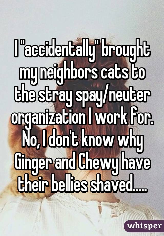 I "accidentally" brought my neighbors cats to the stray spay/neuter organization I work for. No, I don't know why Ginger and Chewy have their bellies shaved.....