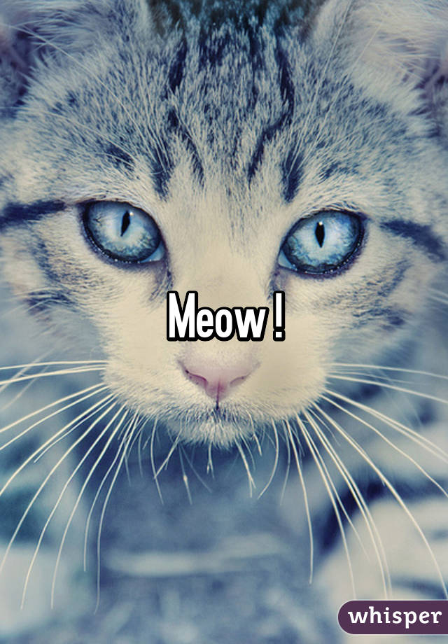 Meow !