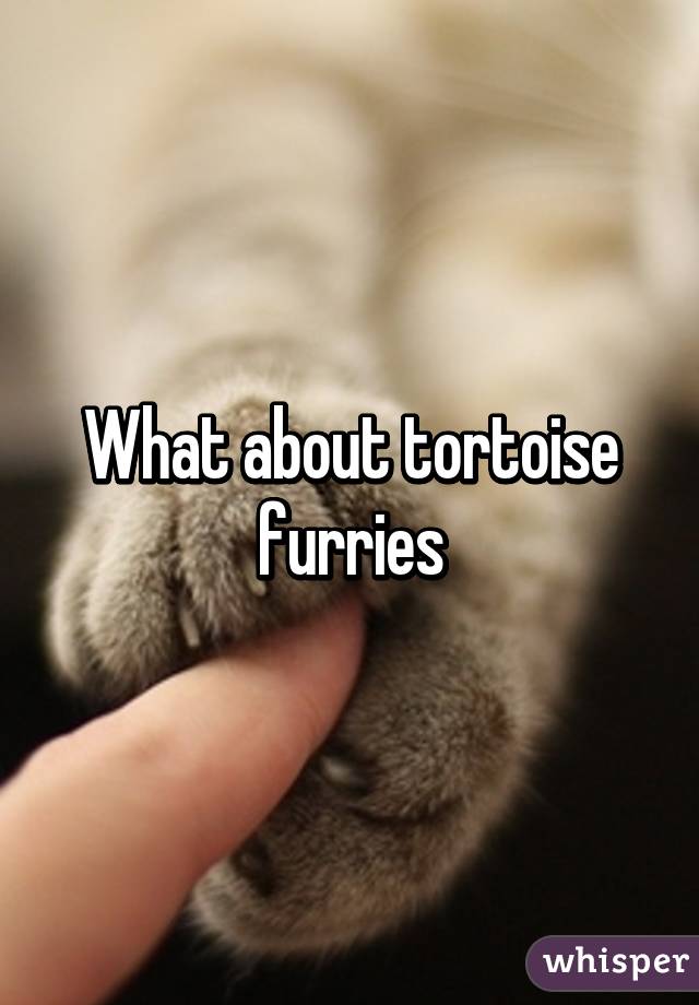 What about tortoise furries