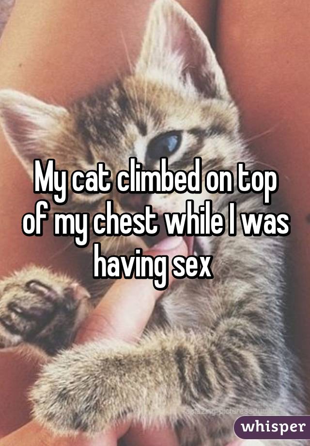 My cat climbed on top of my chest while I was having sex 