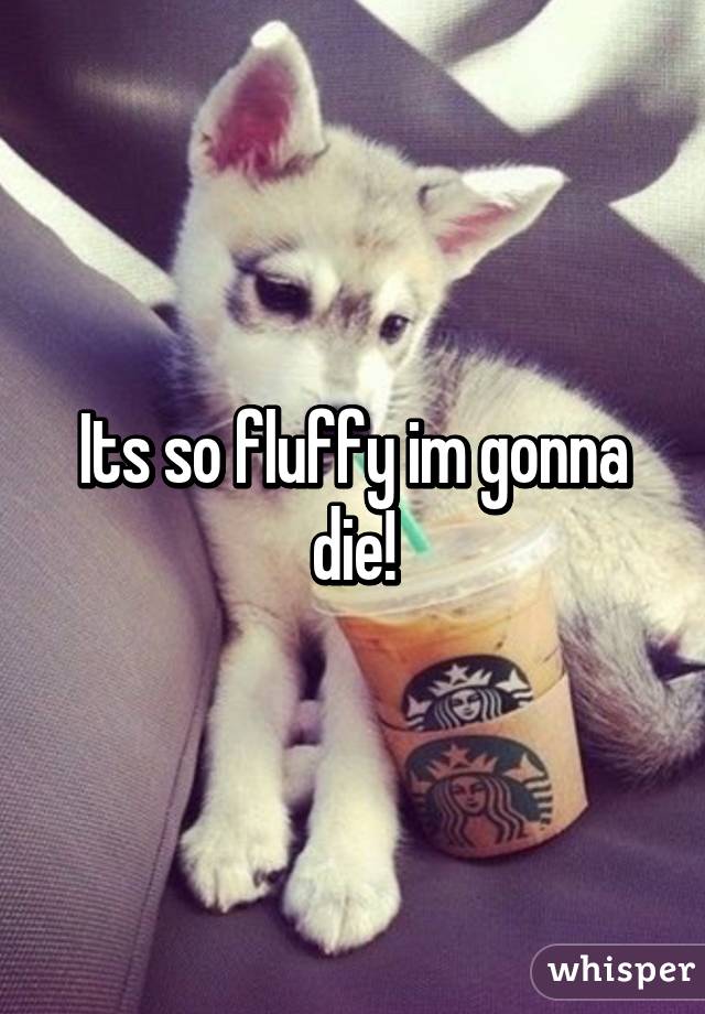 Its so fluffy im gonna die!