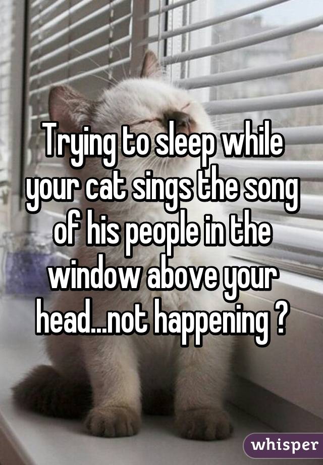 Trying to sleep while your cat sings the song of his people in the window above your head...not happening 😑