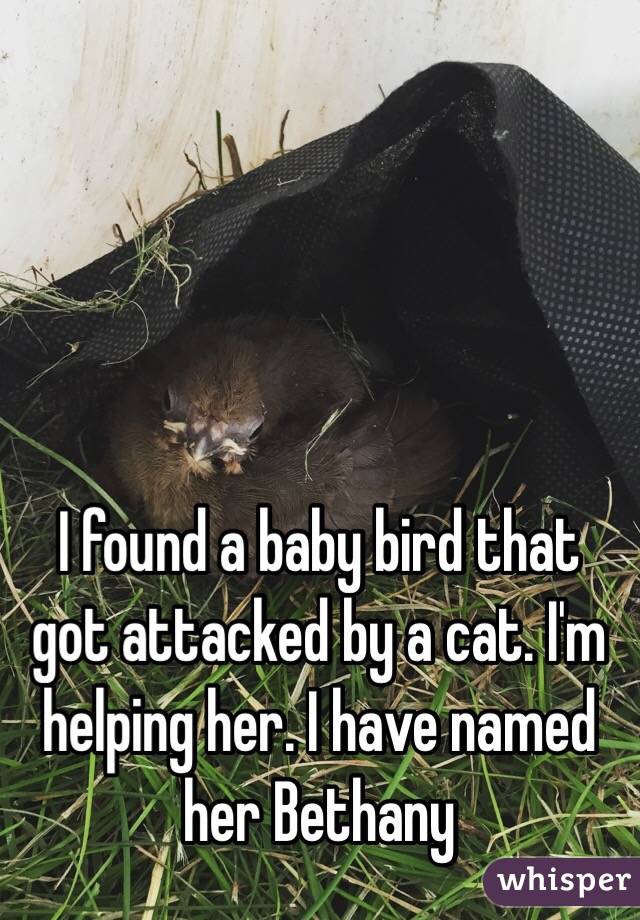 I found a baby bird that got attacked by a cat. I'm helping her. I have named her Bethany