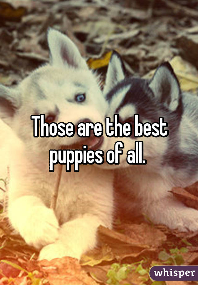 Those are the best puppies of all. 