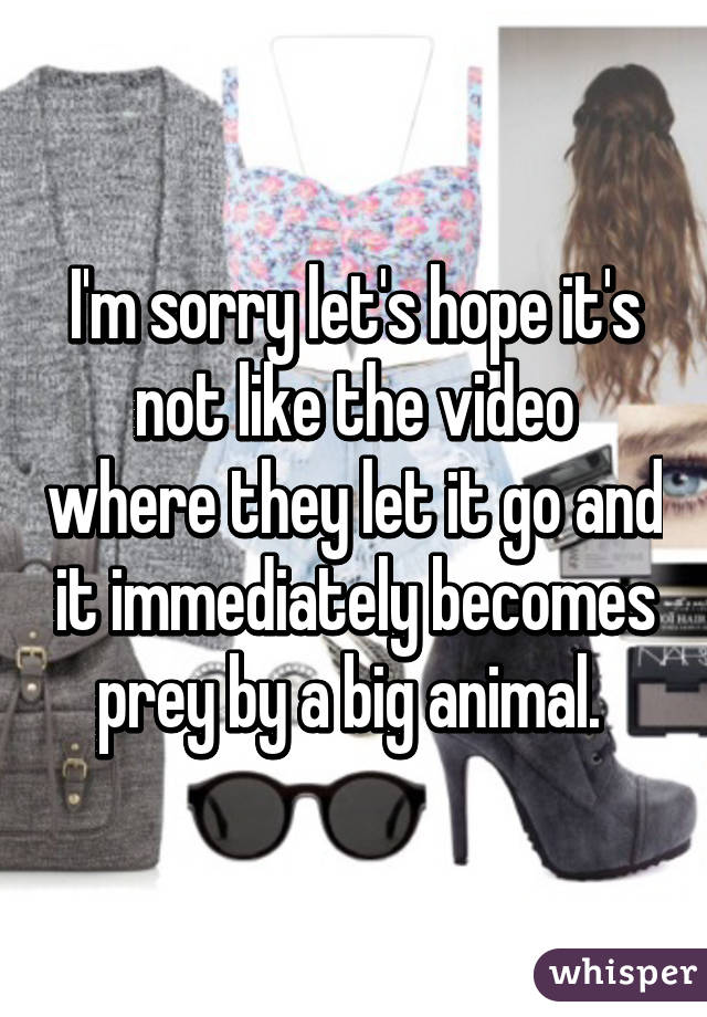 I'm sorry let's hope it's not like the video where they let it go and it immediately becomes prey by a big animal. 