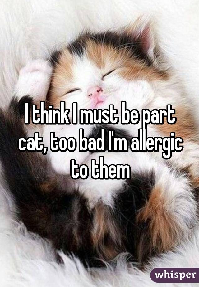I think I must be part cat, too bad I'm allergic to them