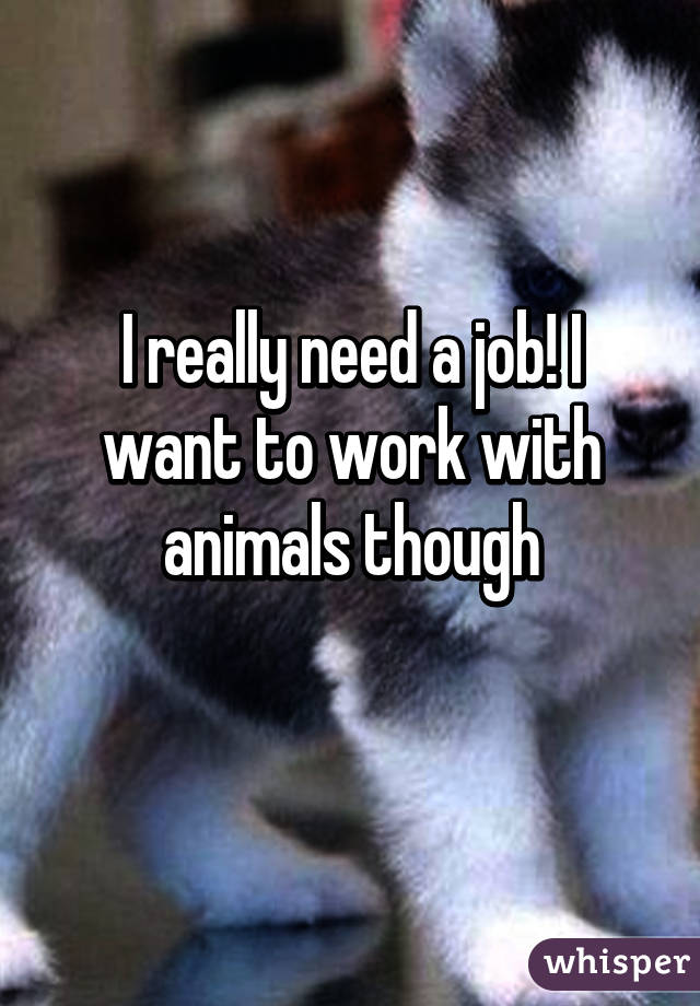 I really need a job! I want to work with animals though
