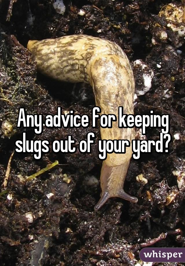 Any advice for keeping slugs out of your yard?