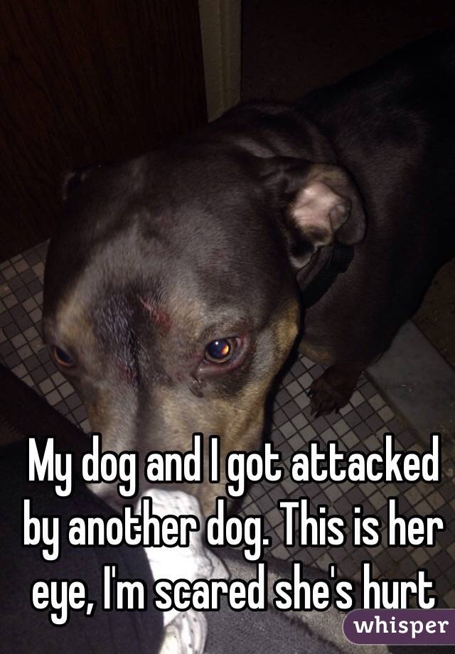 My dog and I got attacked by another dog. This is her eye, I'm scared she's hurt