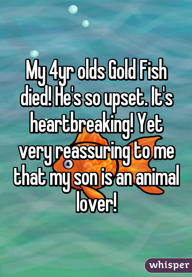 My 4yr olds Gold Fish died! He's so upset. It's heartbreaking! Yet very reassuring to me that my son is an animal lover!
