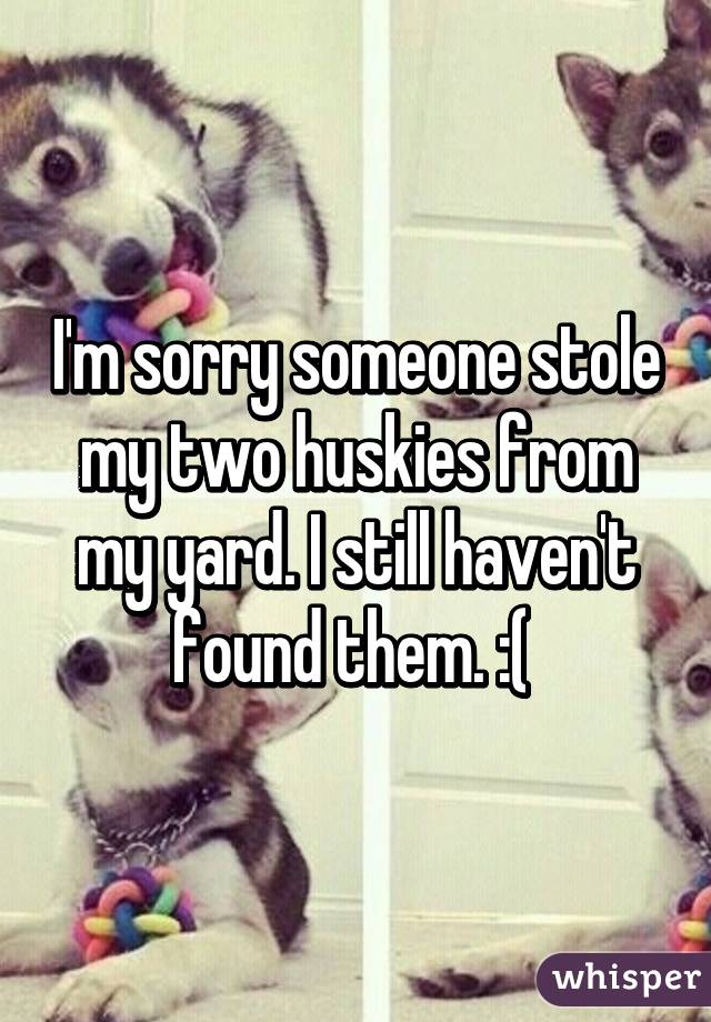 I'm sorry someone stole my two huskies from my yard. I still haven't found them. :( 