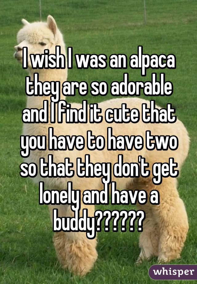 I wish I was an alpaca they are so adorable and I find it cute that you have to have two so that they don't get lonely and have a buddy☺️☺️☺️
