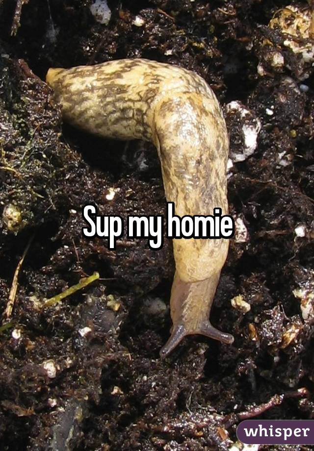 Sup my homie