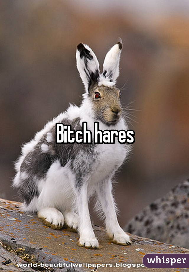 Bitch hares