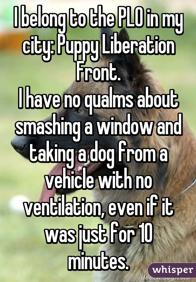 I belong to the PLO in my city: Puppy Liberation Front.
I have no qualms about smashing a window and taking a dog from a vehicle with no ventilation, even if it was just for 10 minutes.