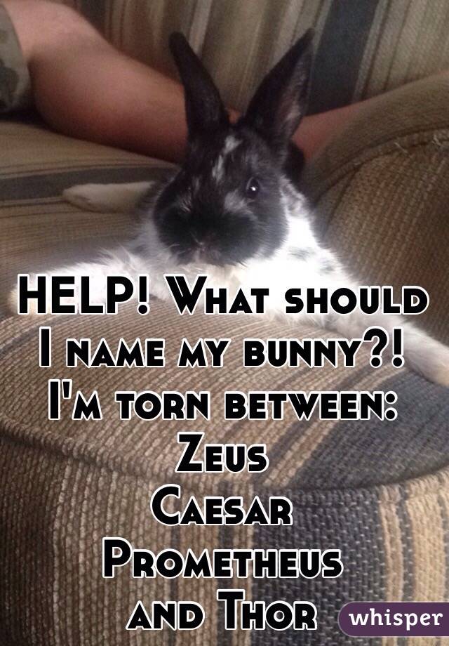 HELP! What should I name my bunny?! I'm torn between:
Zeus
Caesar
Prometheus 
and Thor