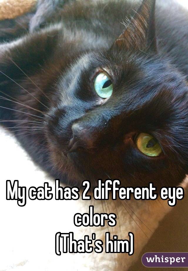 My cat has 2 different eye colors 
(That's him) 