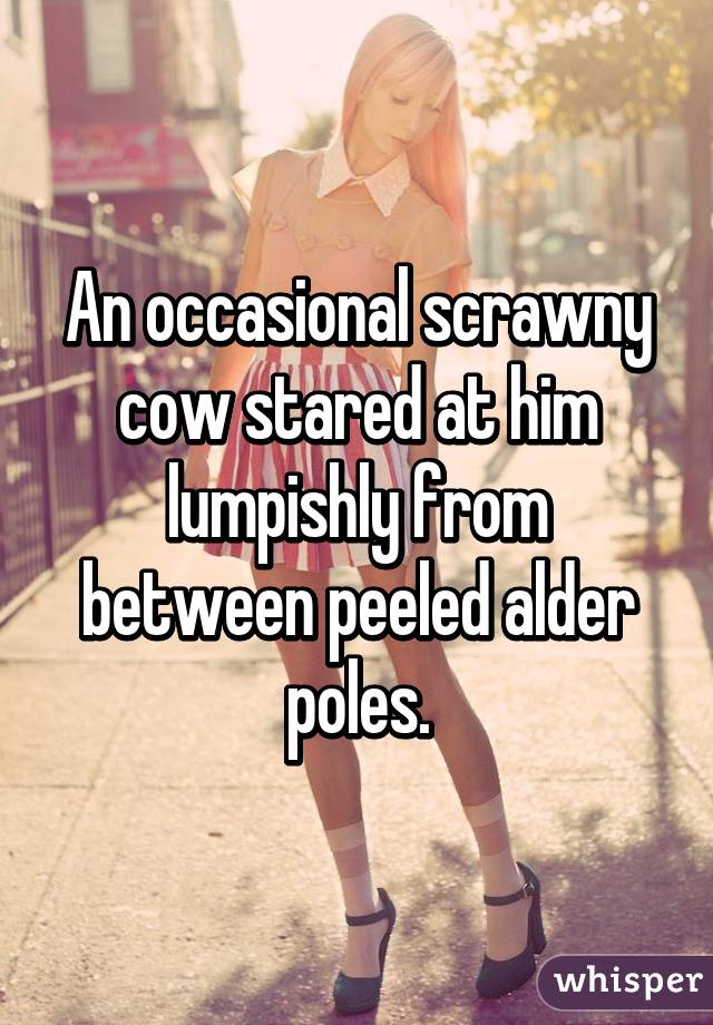 An occasional scrawny cow stared at him lumpishly from between peeled alder poles.