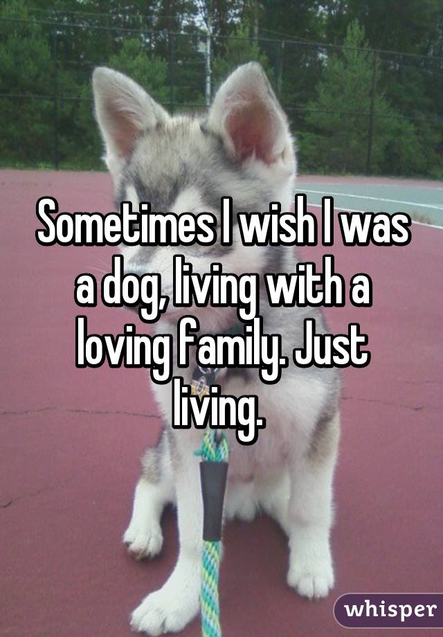 Sometimes I wish I was a dog, living with a loving family. Just living. 