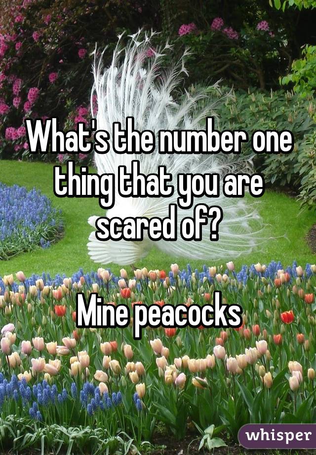 What's the number one thing that you are scared of?

Mine peacocks