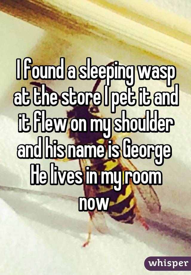 I found a sleeping wasp at the store I pet it and it flew on my shoulder and his name is George 
He lives in my room now 