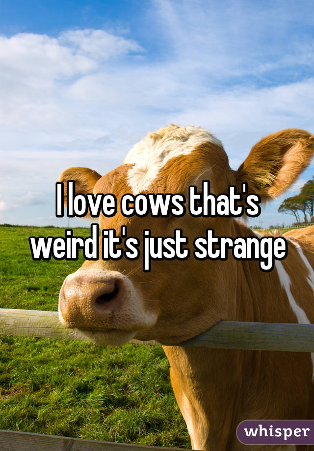 I love cows that's weird it's just strange