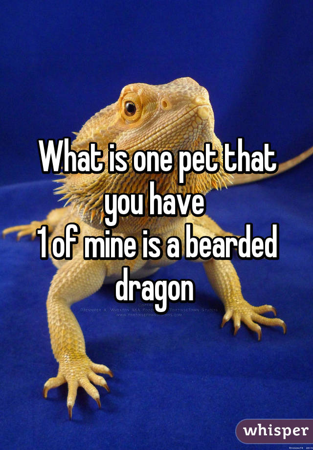 What is one pet that you have 
1 of mine is a bearded dragon 