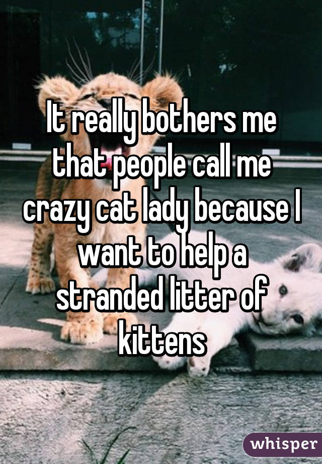 It really bothers me that people call me crazy cat lady because I want to help a stranded litter of kittens