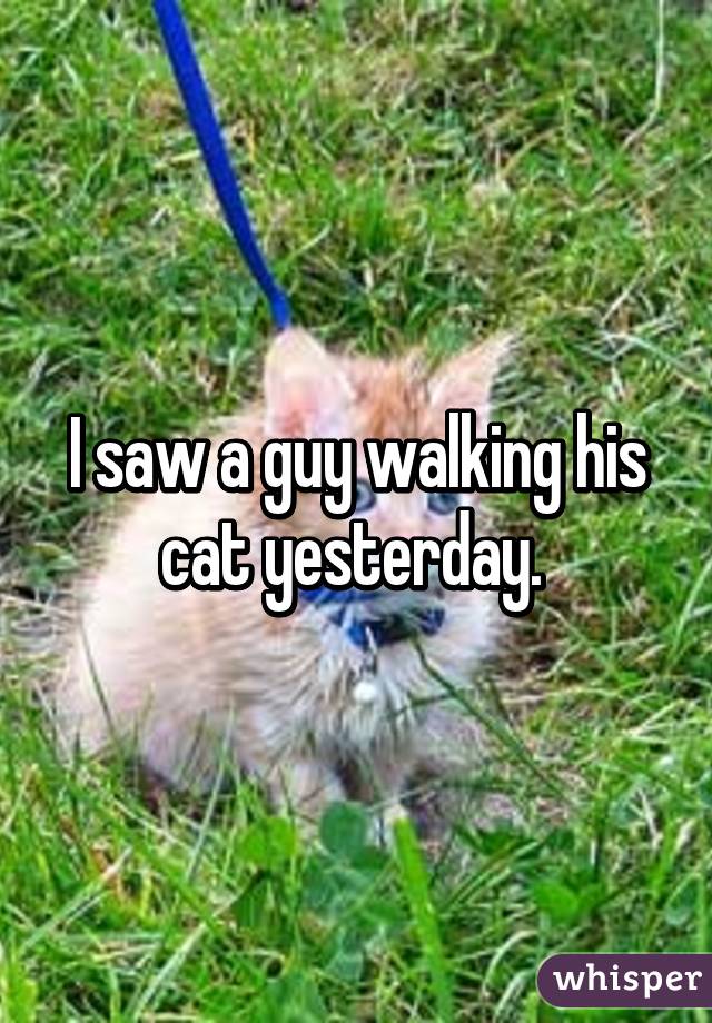 I saw a guy walking his cat yesterday. 