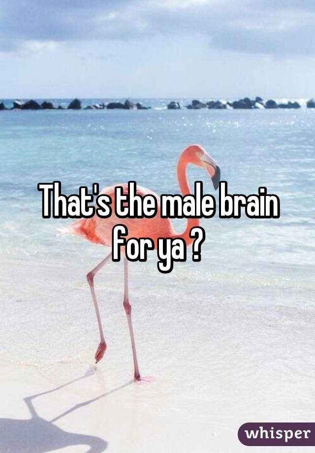 That's the male brain for ya 😂