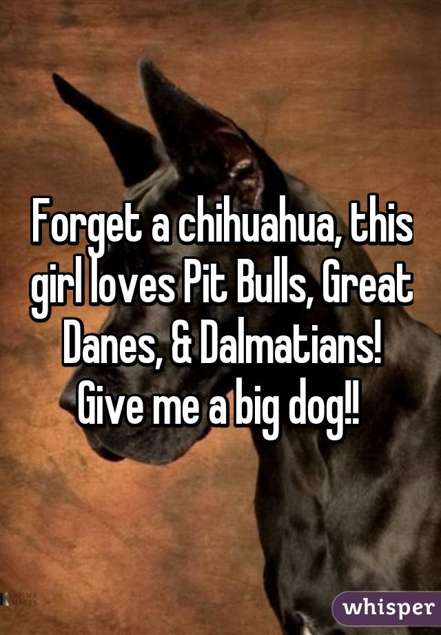 Forget a chihuahua, this girl loves Pit Bulls, Great Danes, & Dalmatians! Give me a big dog!! 