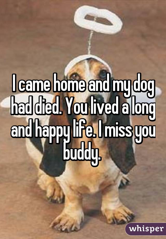 I came home and my dog had died. You lived a long and happy life. I miss you buddy. 