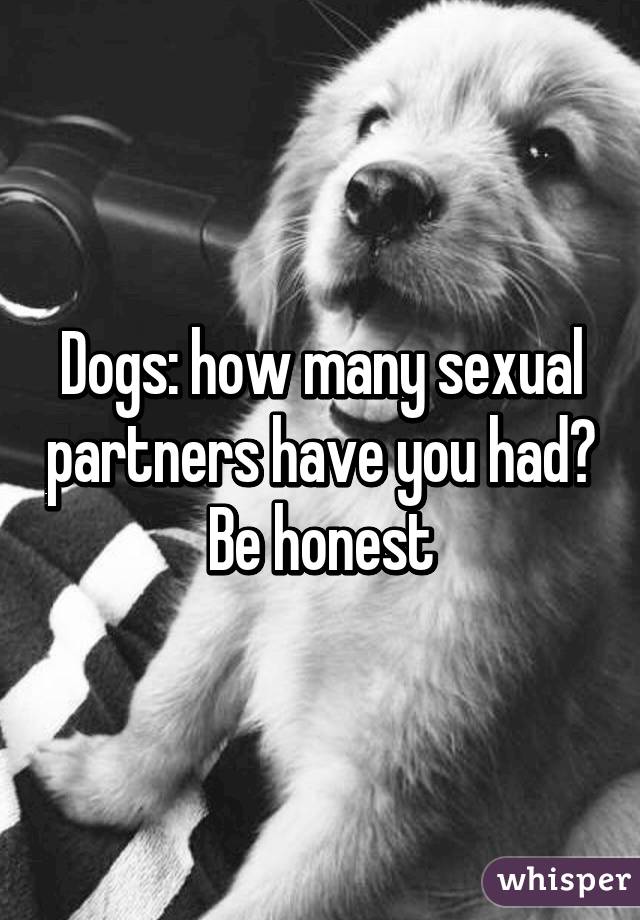 Dogs: how many sexual partners have you had? Be honest