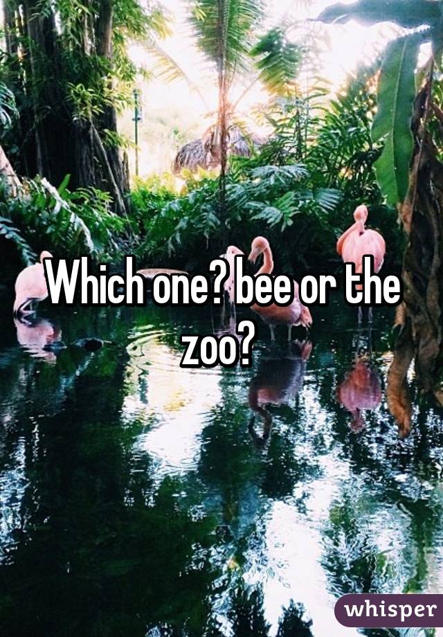 Which one? bee or the zoo? 