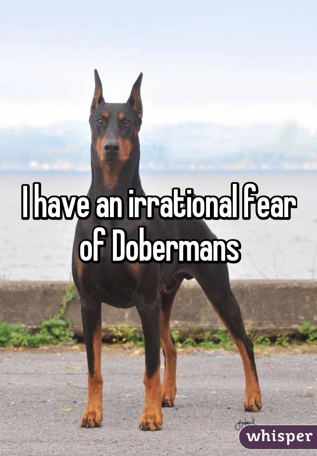 I have an irrational fear of Dobermans