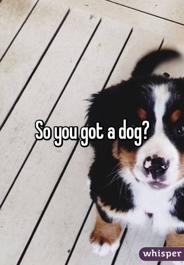 So you got a dog?